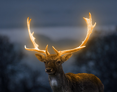 Deer's light