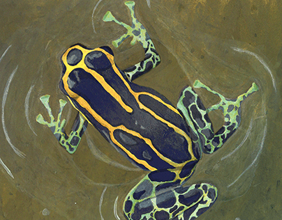 Amphibians of Colombia, Series