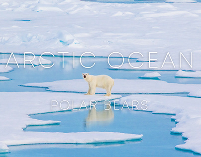 Arctic Ocean. Polar Bears