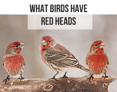 What Birds Have Red Heads? – 8 Birds & Their Facts