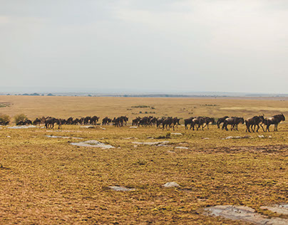 Masai Mara/Part 1