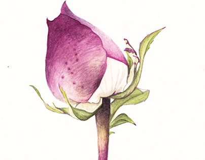 Watercolour Rose