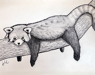 Red panda drawing