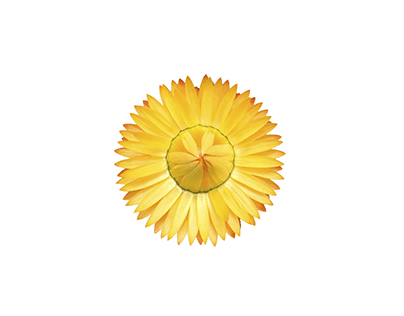 Botón de flor amarilla