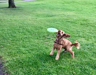 How to teach your dog to catch a flying disc (Frisbee)
