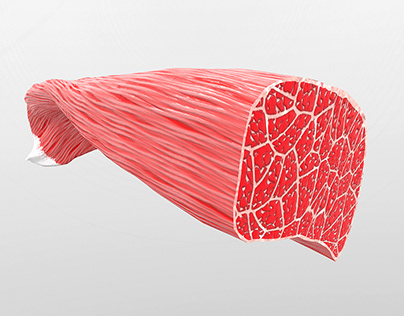 Cross section muscle tissue