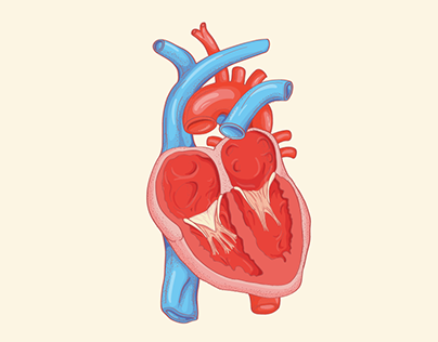 Heart Diagrams