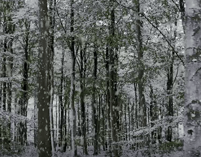 Snowy Forest video