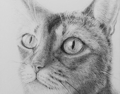 Pencil drawing - Cheerful spring ( cat )