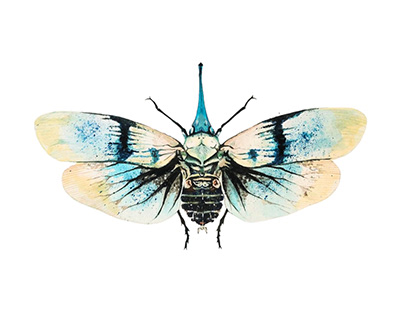 Lanternfly (Pyrops heringi)