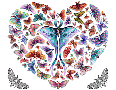 Butterflies & Moths Collection