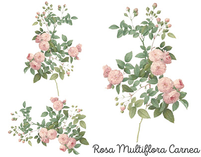 Rosa Multiflora Carnea