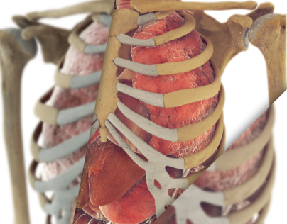 The Human Body: Upper Torso Organs