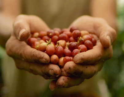 Finca La Floresta, Colombia | Coffee Farm