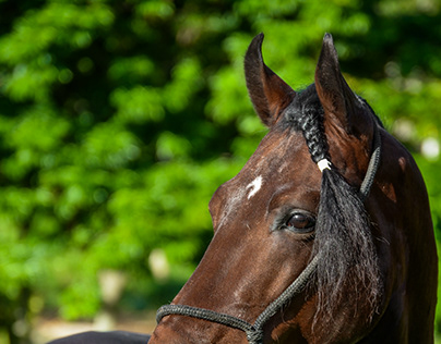 Fotografia Equestre - Lobo Capim Fino