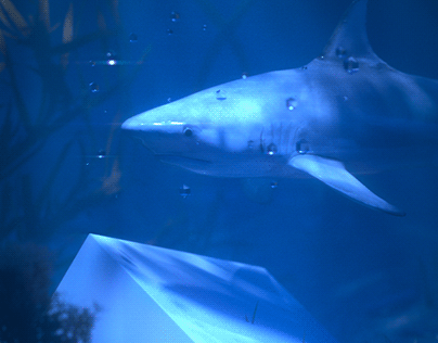 Shark CGI - Caustic Underwater