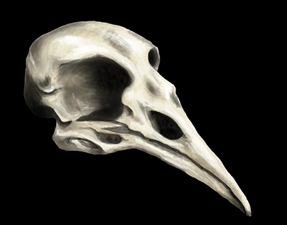 Bird skull study