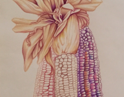 Indian Corn WIP