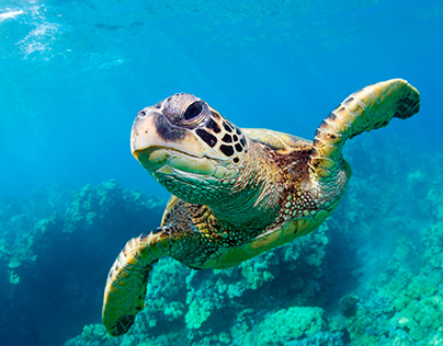 A Journey into the World of Sea Turtles at Grand Cayman