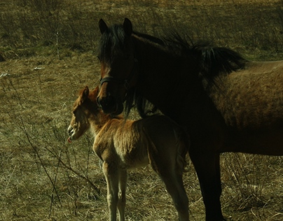 Horses II