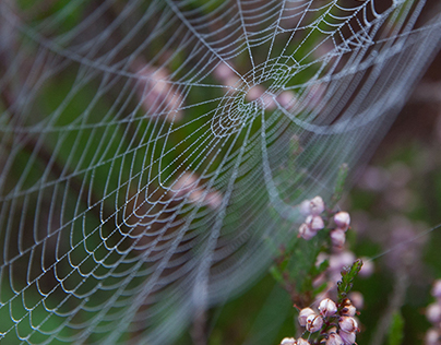 Autumn Spider Webs