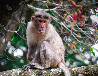 The Long Tailed Macaque
