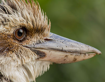 Kookaburra Photography