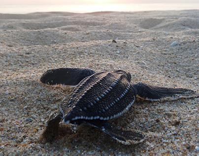 Save nature, Leatherback Sea Turtle