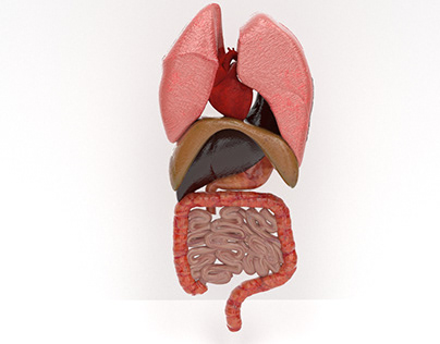 human internal organs 3d model