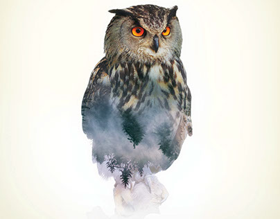 Owl - Double Exposure Series