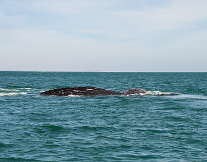 Whales of San Ignacio Lagoon