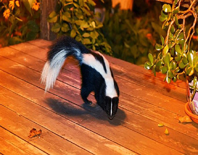 How to Keep Skunks Out of Your Yard: 4 Surefire Tactics