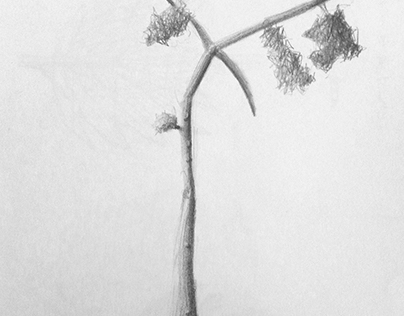 Drawing - Plants
