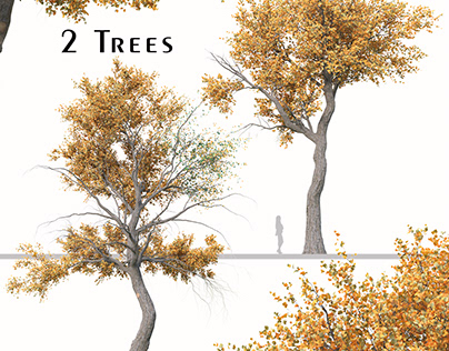 Set of Populus Euphratica Tree (Euphrates Poplar)