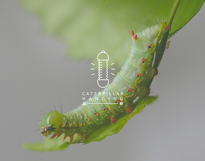 蟲變 | Caterpillar Hanging