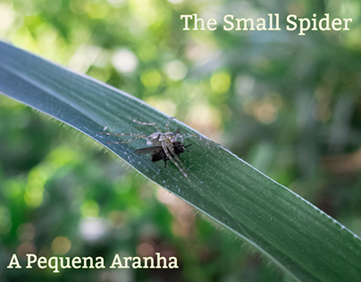 The Small Spider - A Pequena Aranha