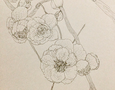 flower sketch Prunus mume