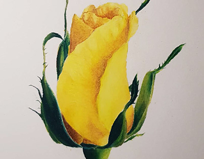 Yellow flower color pencil