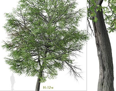Pin oak Tree ( Quercus palustris )