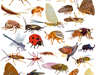 insect alphabet - Papperlapapp
