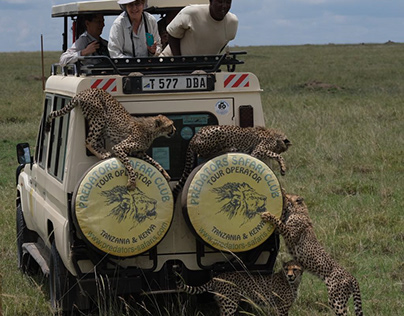 Discover The Best Safaris in Africa