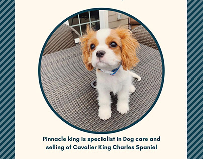 Cavalier King Charles Spaniel Breed