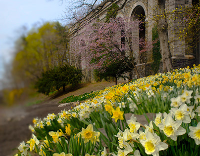 Daffodils of Fort Tryon
