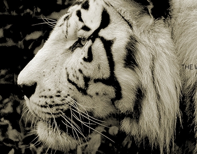 The White Tiger II