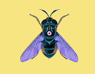 Bug Eyed Fly