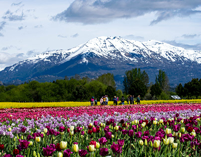 Campo de Tulipanes de Trevelin, Chubut.