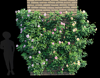 Rose plant 60