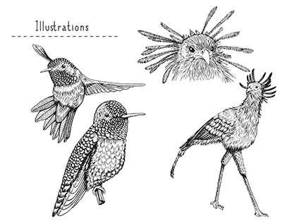 Ilustraciones de Animales y Botanica.