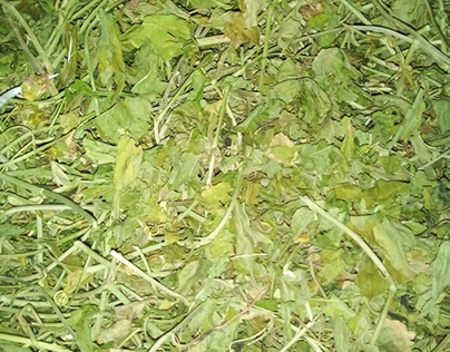 Passiflora incaranta leaves