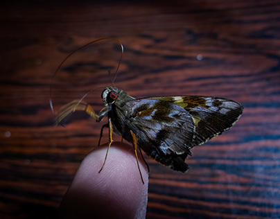 The Friend Moth